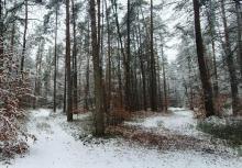 Zima zawitała do iławskich lasów!