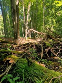 KONSULTACJE SPOŁECZNE W SPRAWIE LASÓW HCV ORAZ OBSZARÓW REFERENCYJNYCH NA TERENIE NADLEŚNICTWA IŁAWA