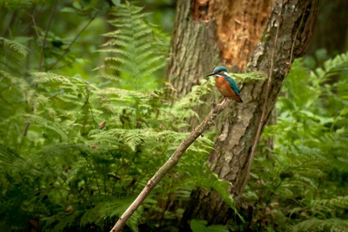 foto. Krzysztof Dobek