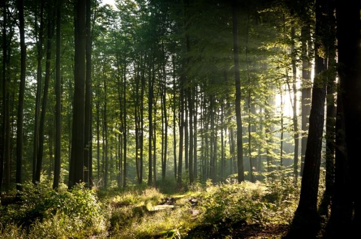 fot. Krzysztof Dobek